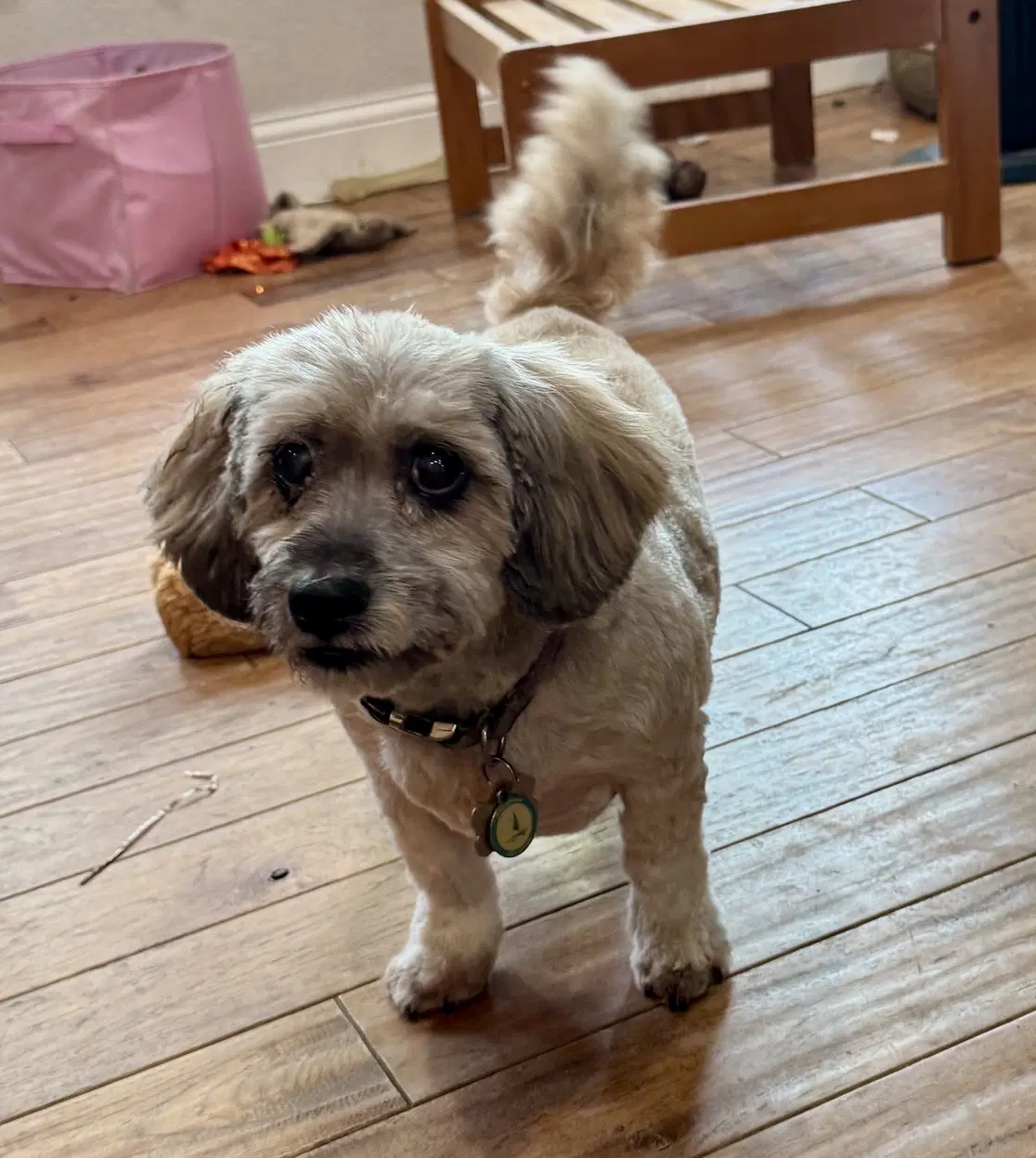 Coco image 2