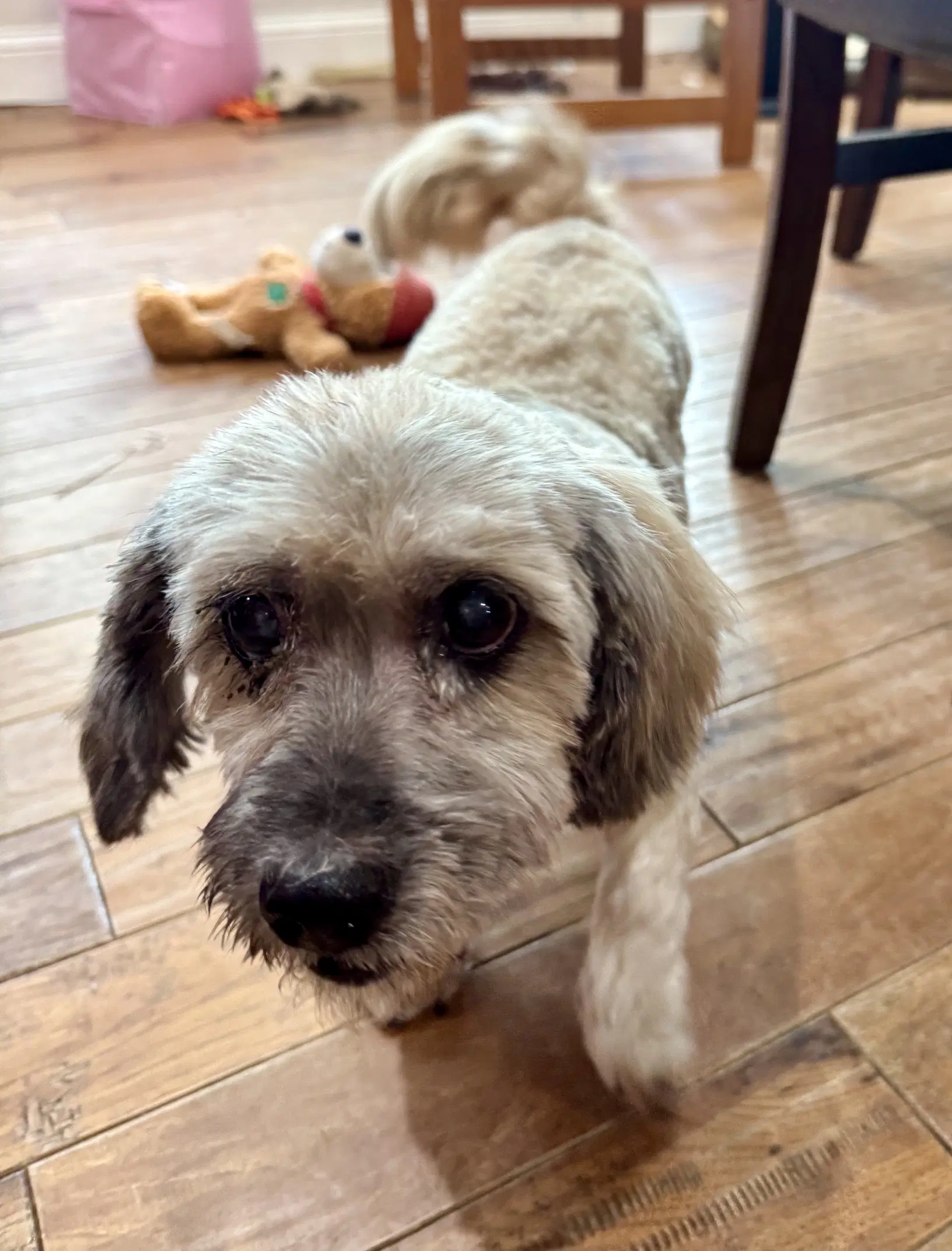 Coco image 4