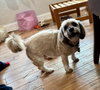 Coco, a Shih Tzu / Havanese / Mixed (medium coat)