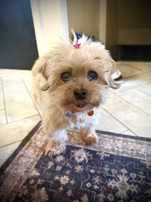 Cheeba, an adoptable Shih Tzu in St. Louis Park, MN