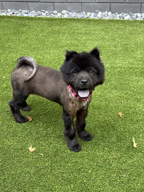 Celice, an adoptable Chow Chow in St. Louis Park, MN