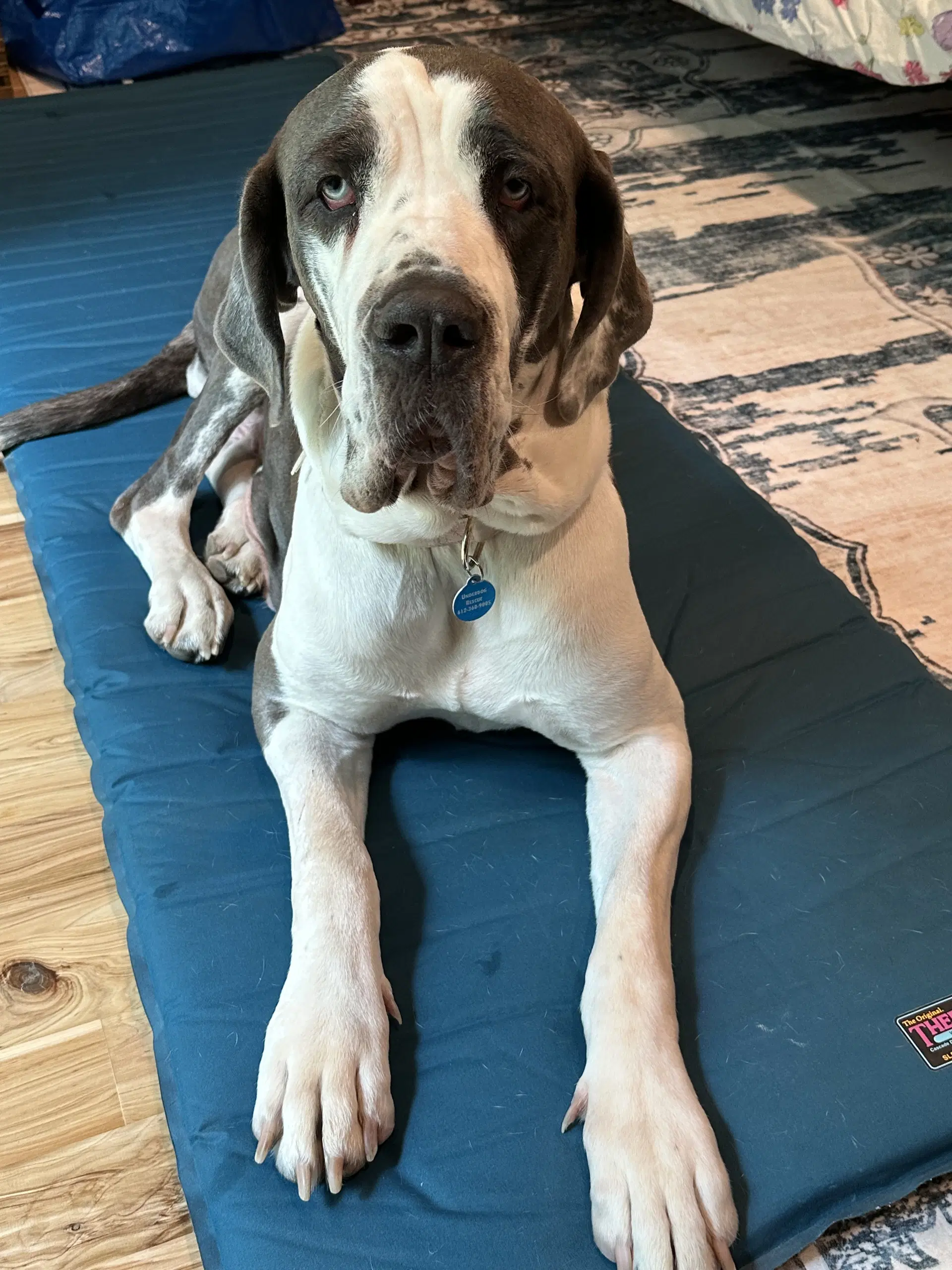 Betty - Great Dane
