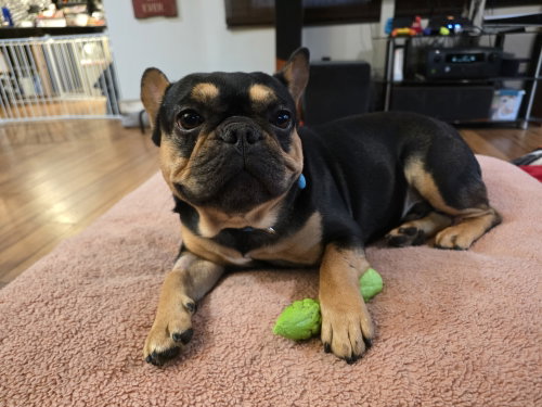 Kylian, an adoptable French Bulldog in St. Louis Park, MN