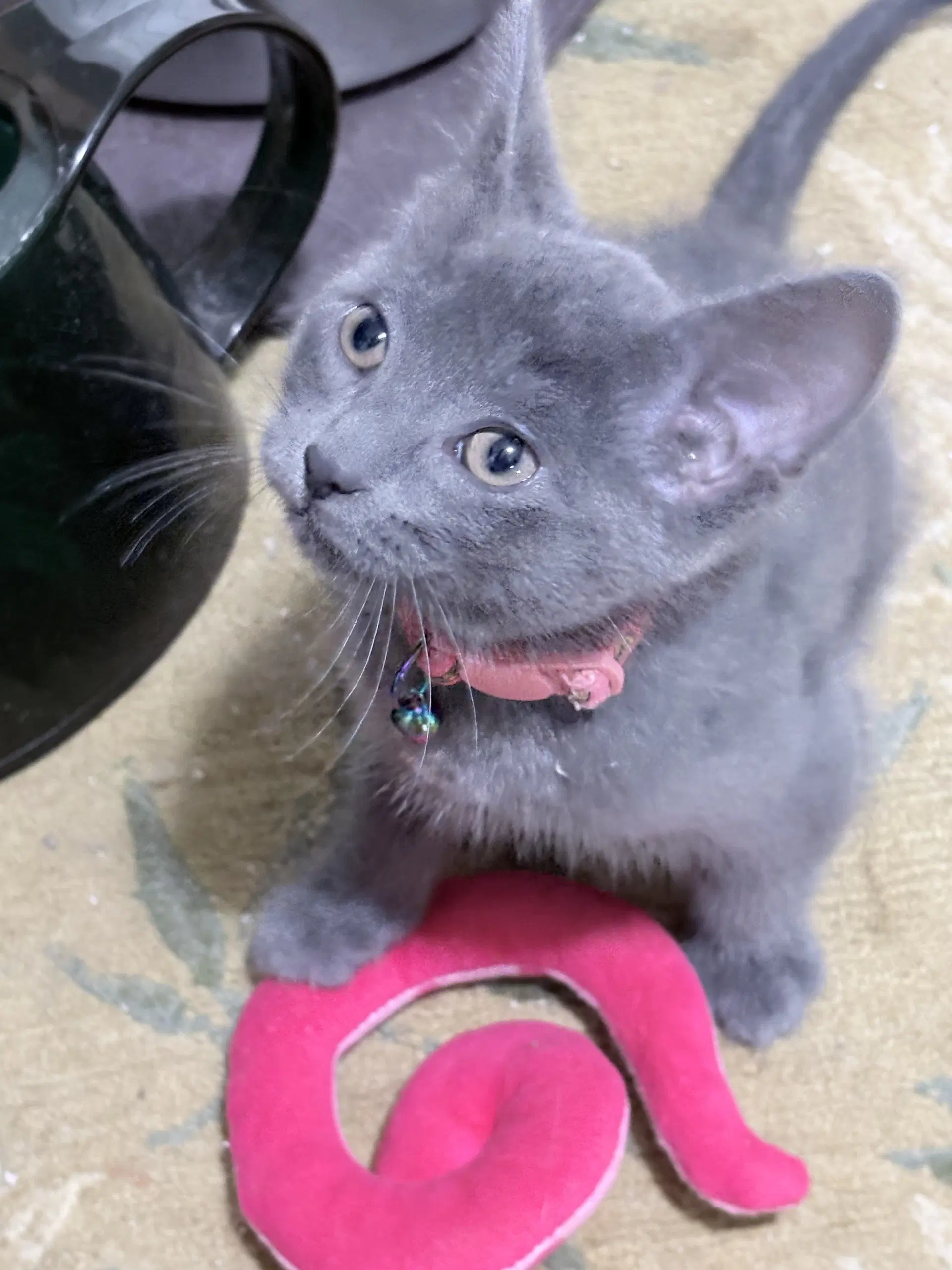Happy - Domestic Short Hair