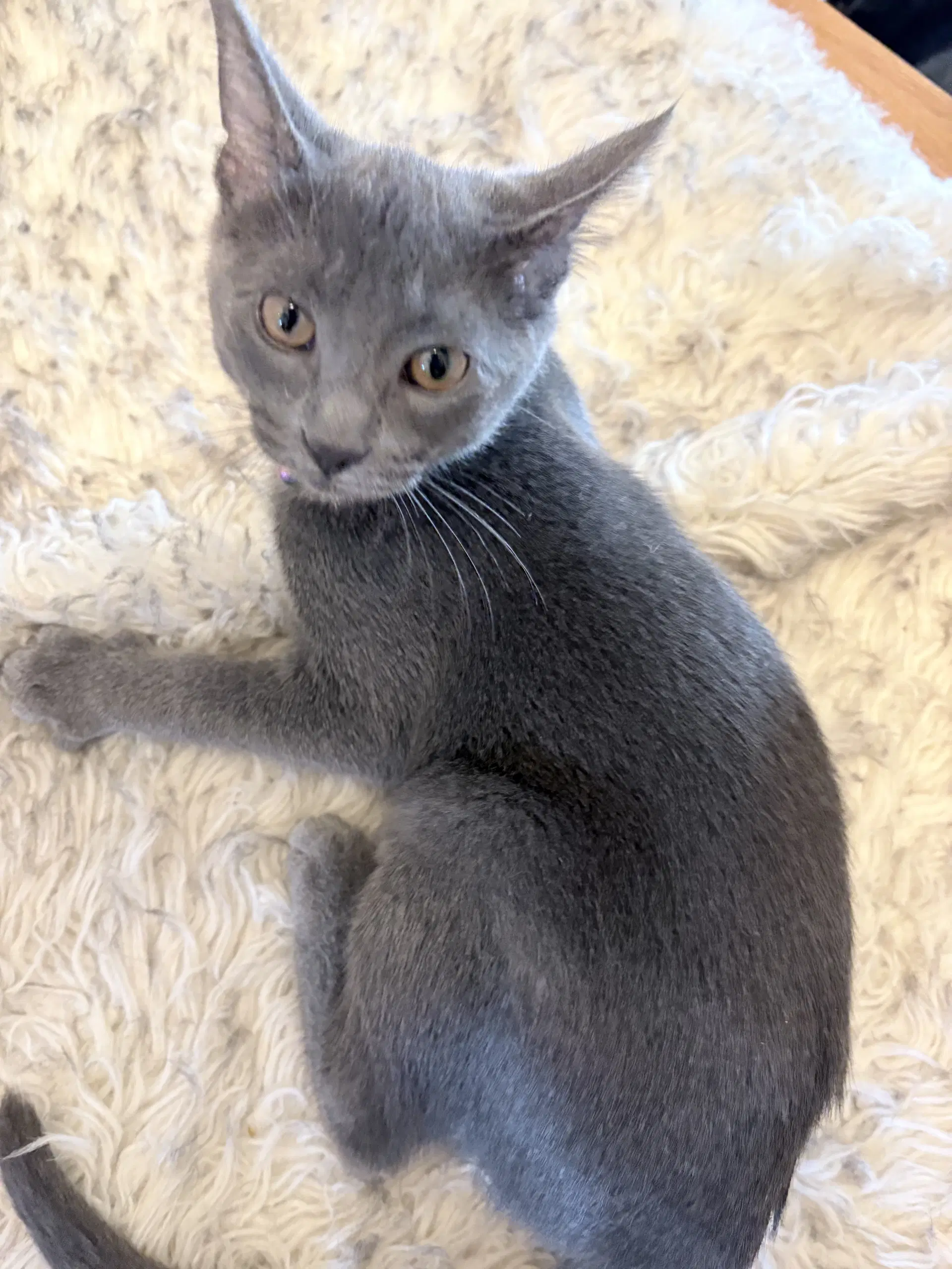 Happy - Domestic Short Hair