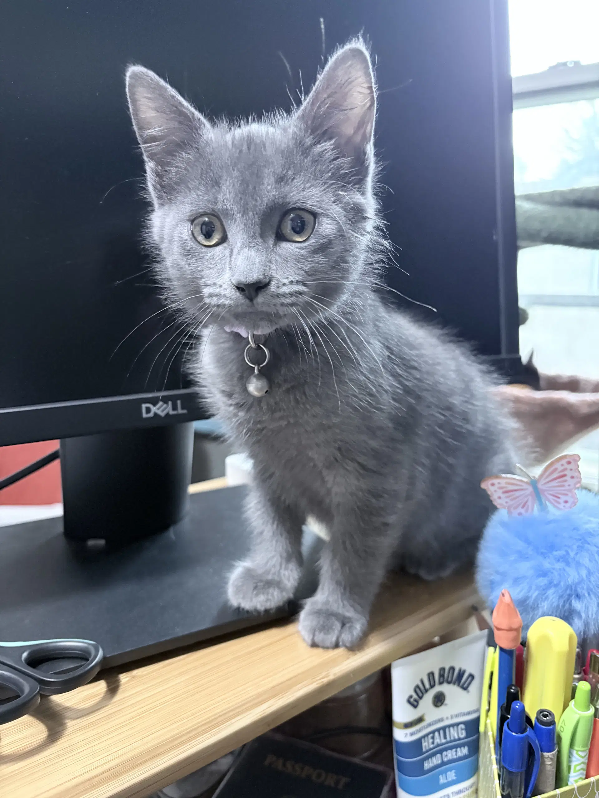 Grumpy - Domestic Short Hair