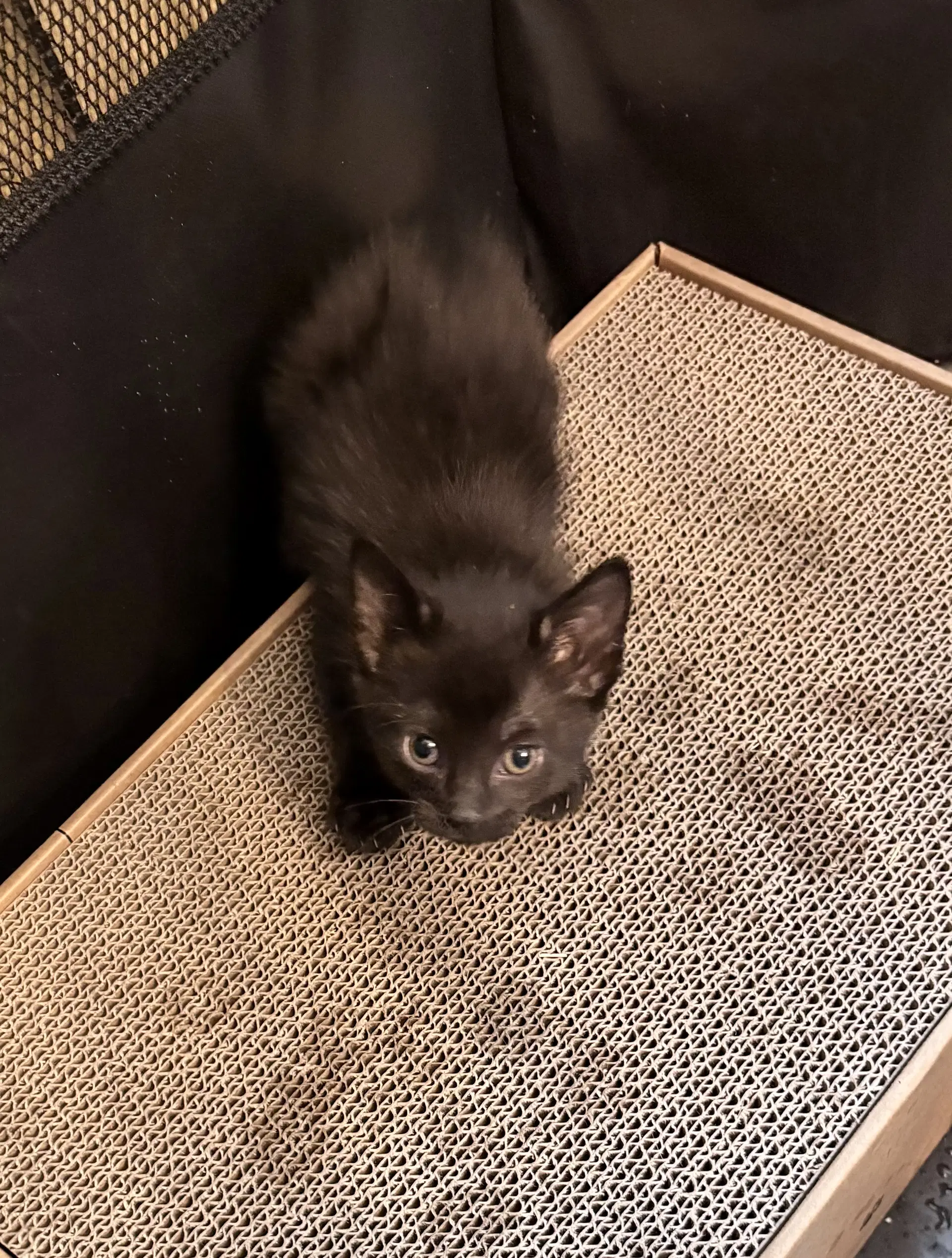 Sleepy - Domestic Short Hair