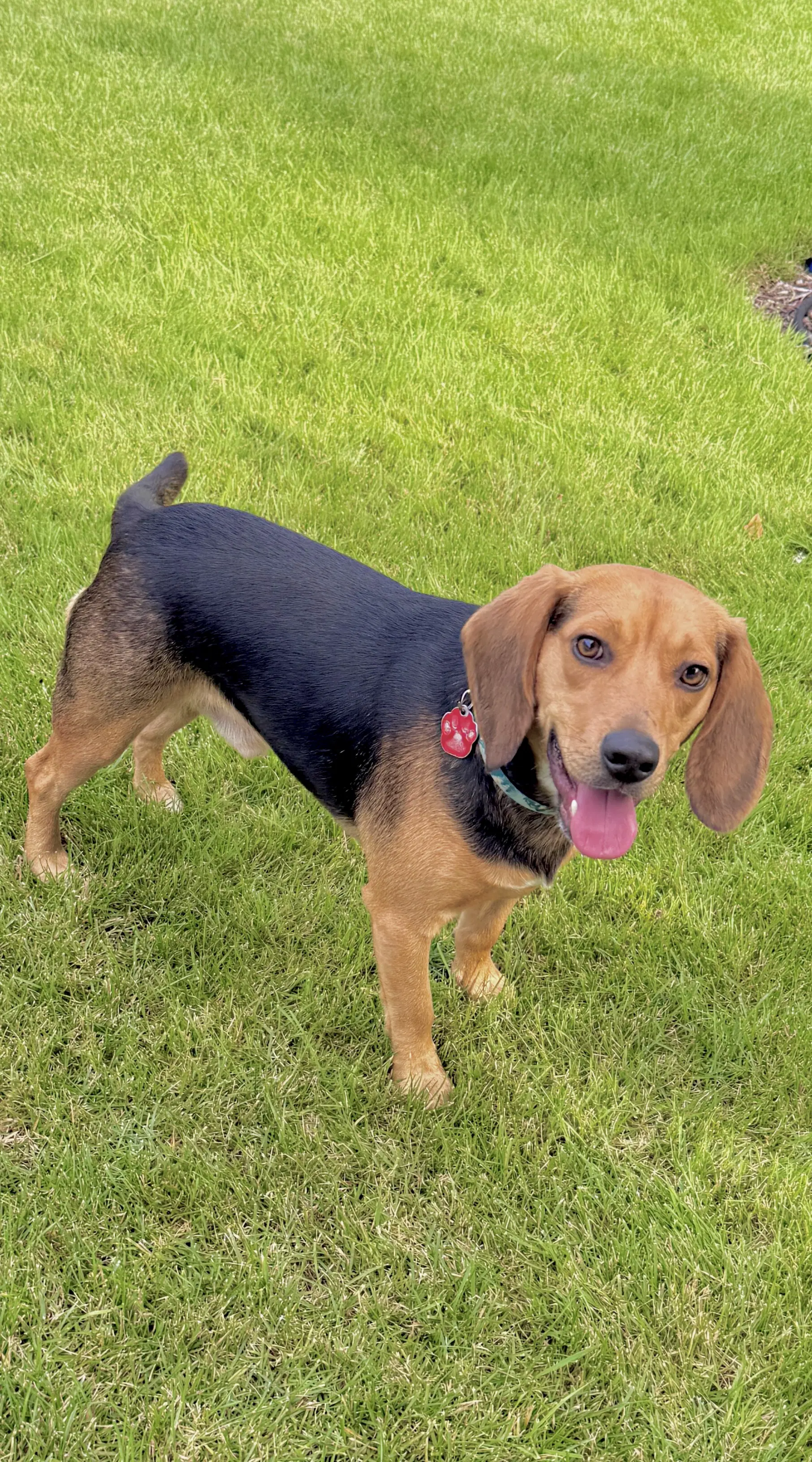 Tip Toe - Beagle
