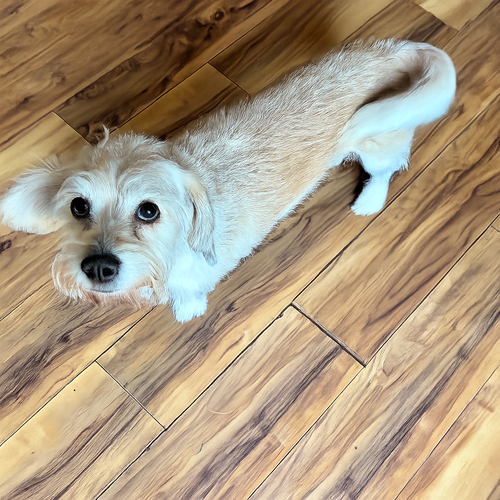 Daisey photo 4