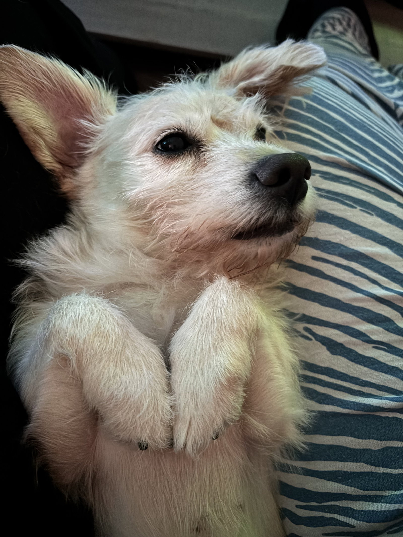 Daisey