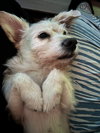 Daisey