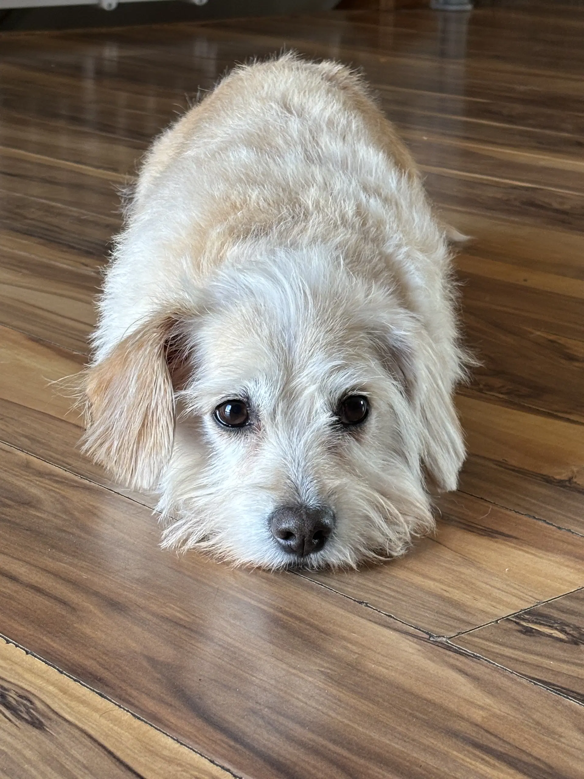 Daisey image 3