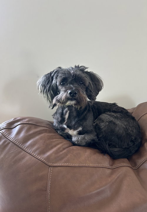 Samantha, an adoptable Shih Tzu in St. Louis Park, MN