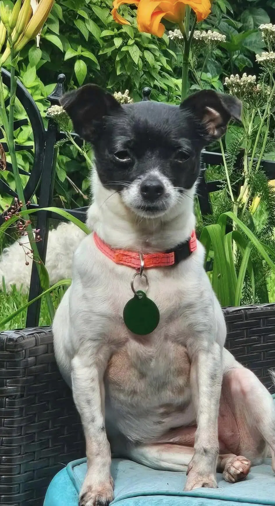 Missy - Chihuahua