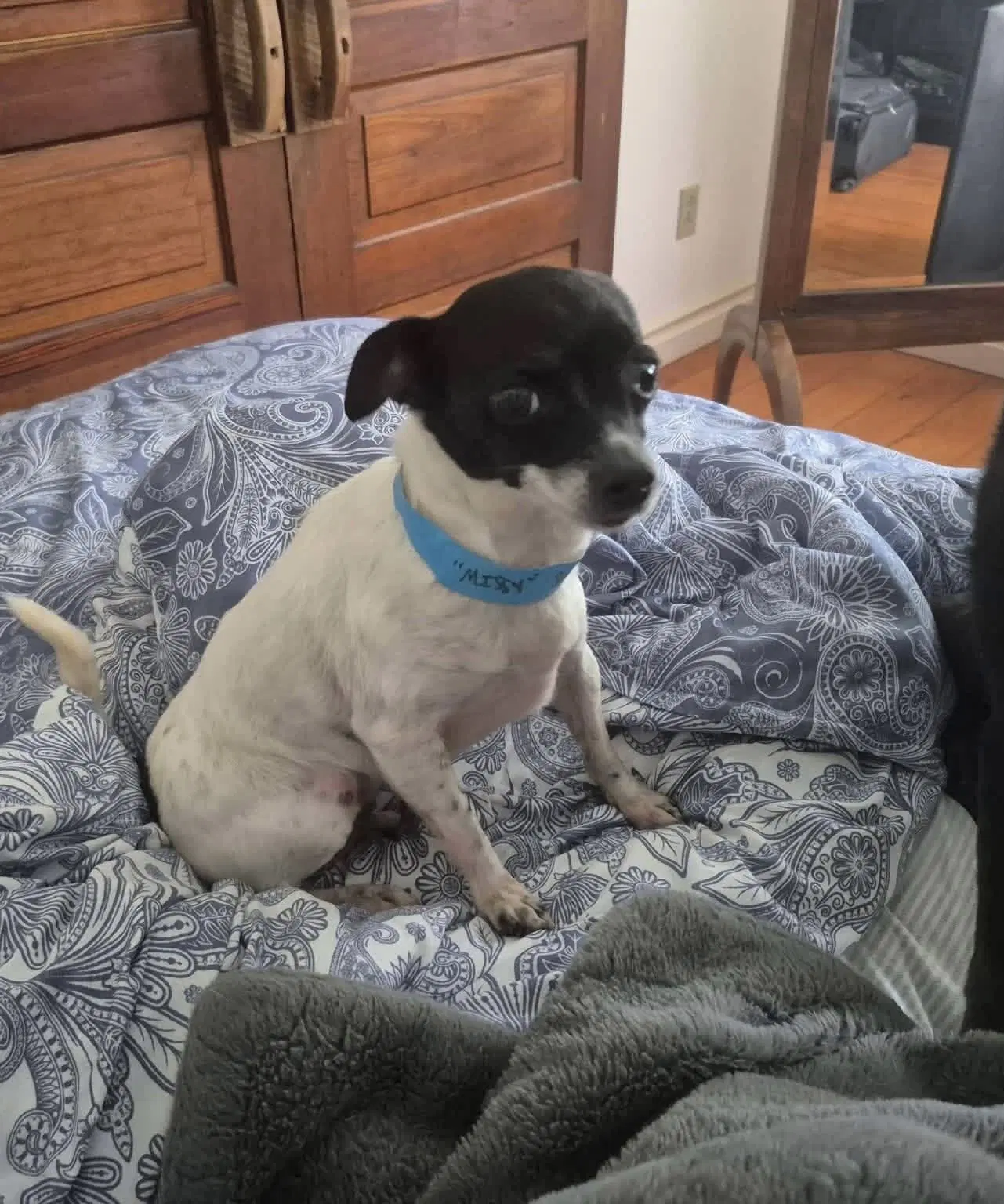 Missy image 2
