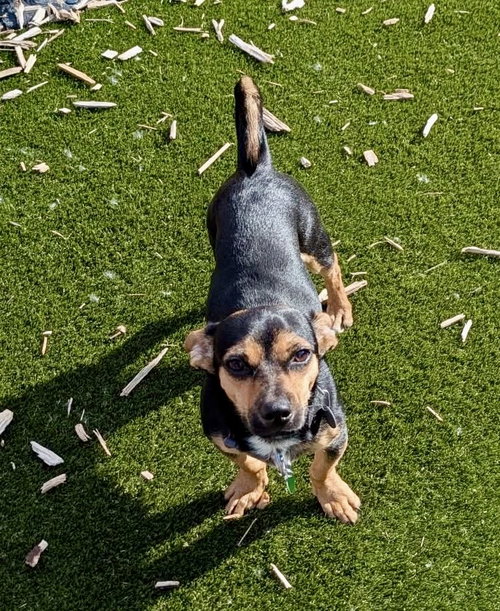 Slinky, an adoptable Chihuahua in St. Louis Park, MN