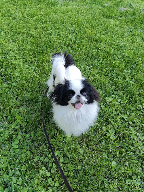 Zorro