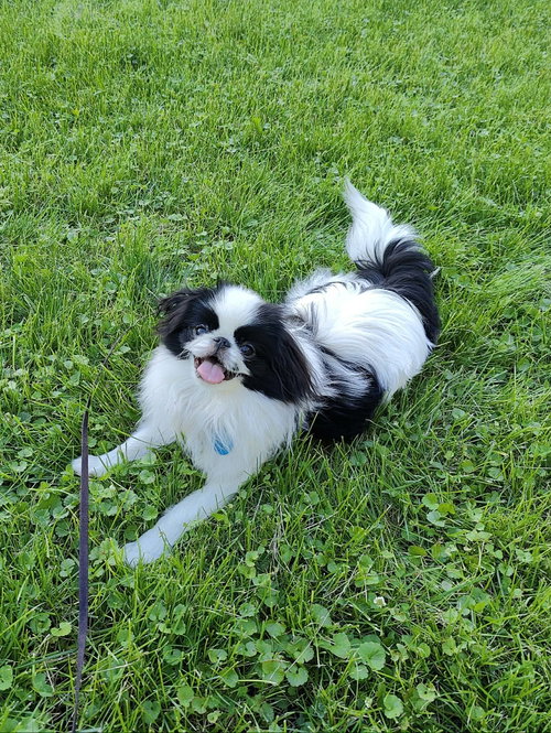 Zorro photo 2