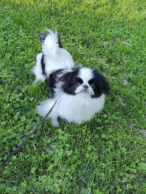 Zorro photo 3