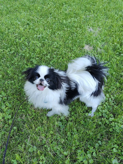 Zorro photo 4