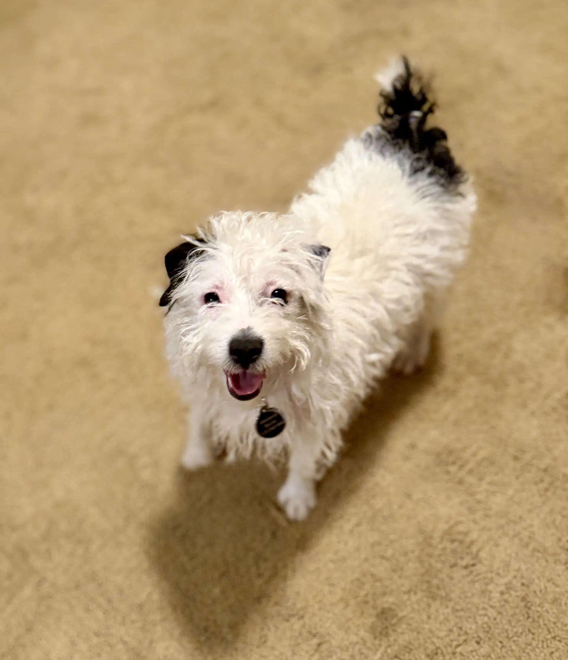 Kiwi - Jack Russell Terrier