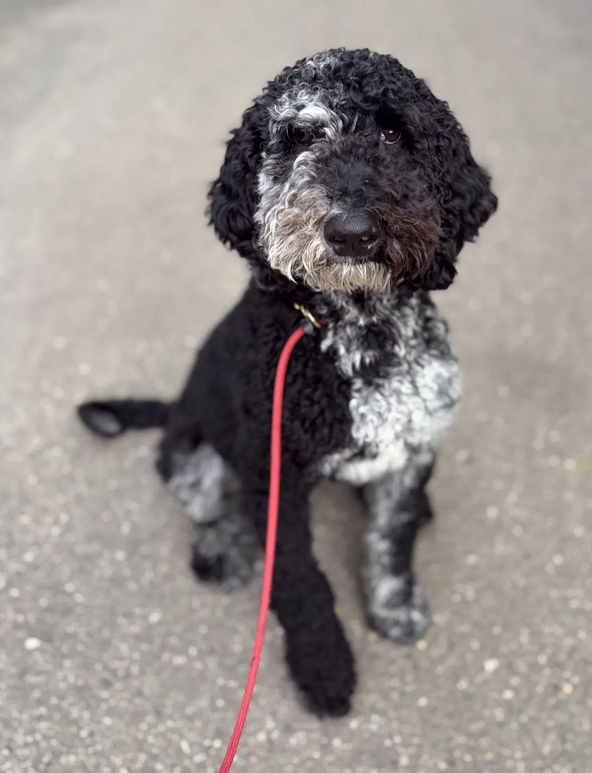 Doug - Poodle (Standard)
