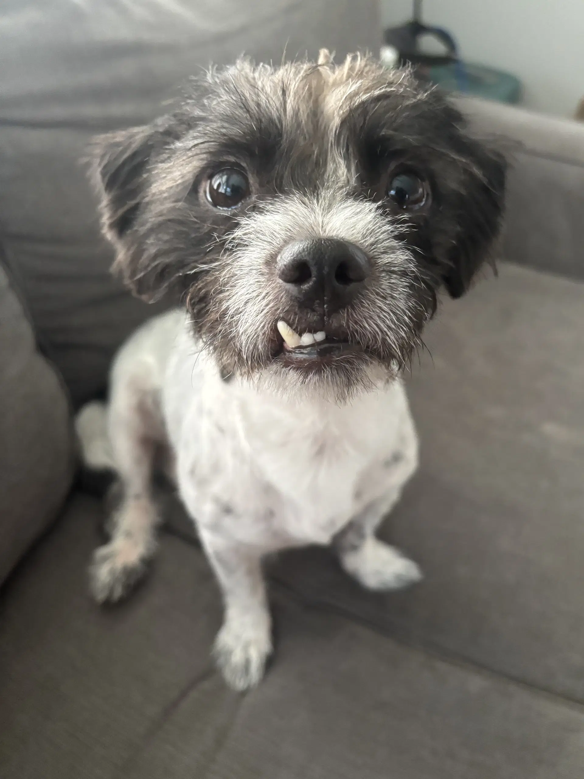 Dale - Maltese