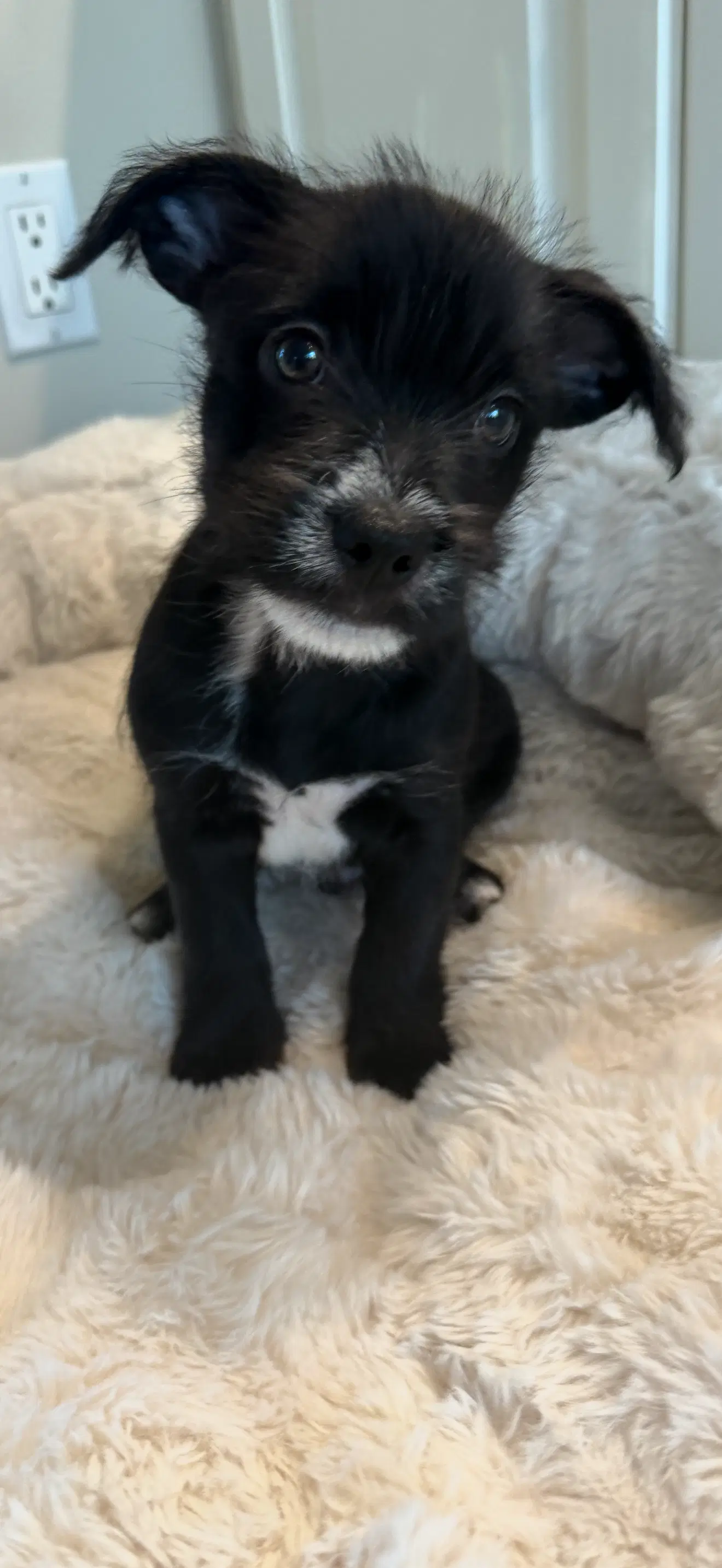 Tater Tot - Chihuahua
