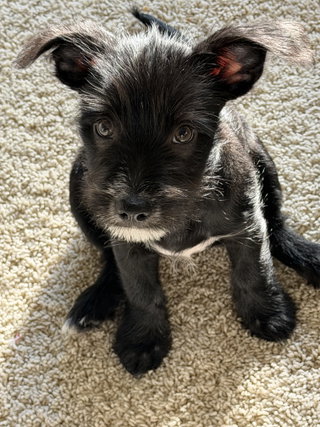 Tater Tot