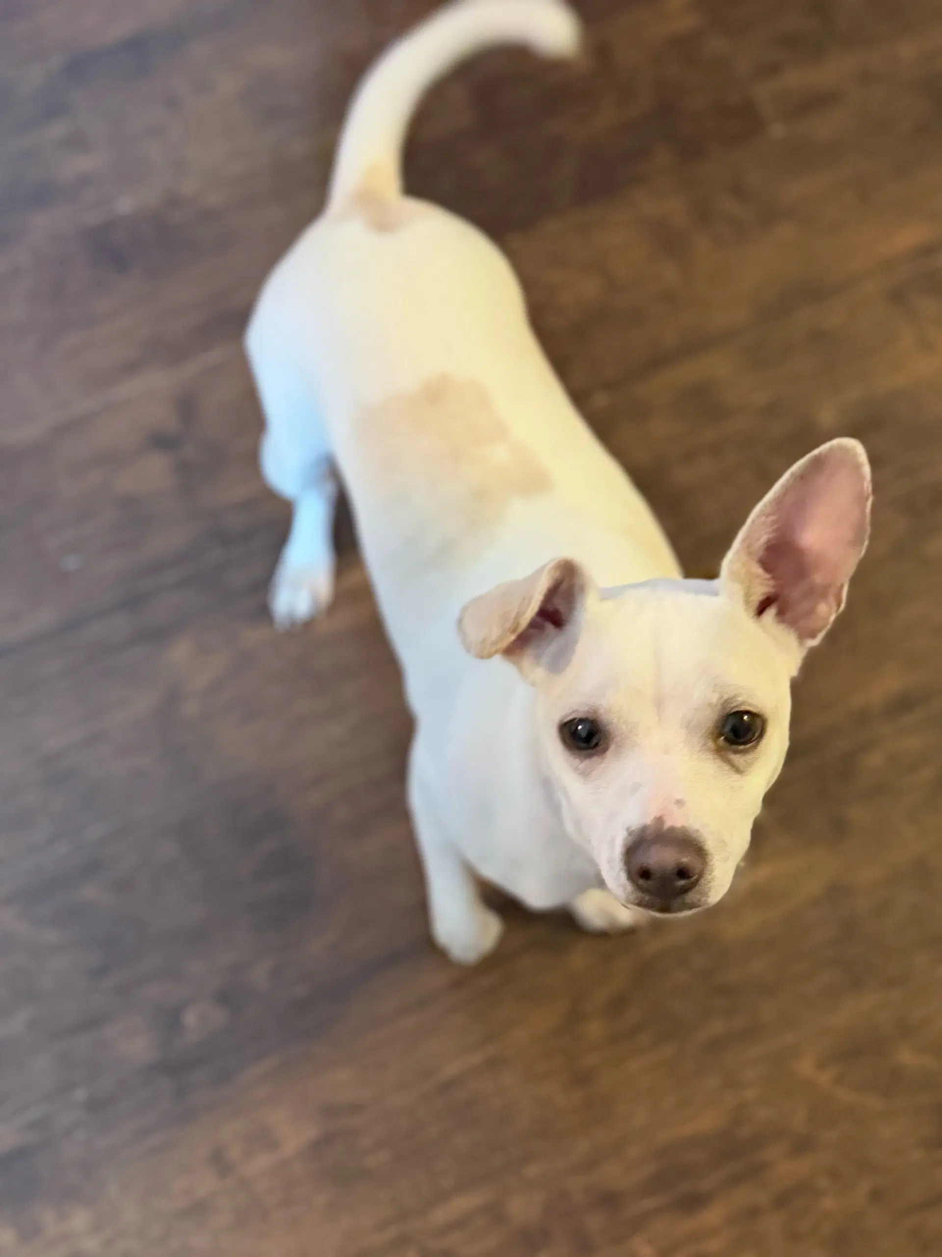 Malcolm - Chihuahua