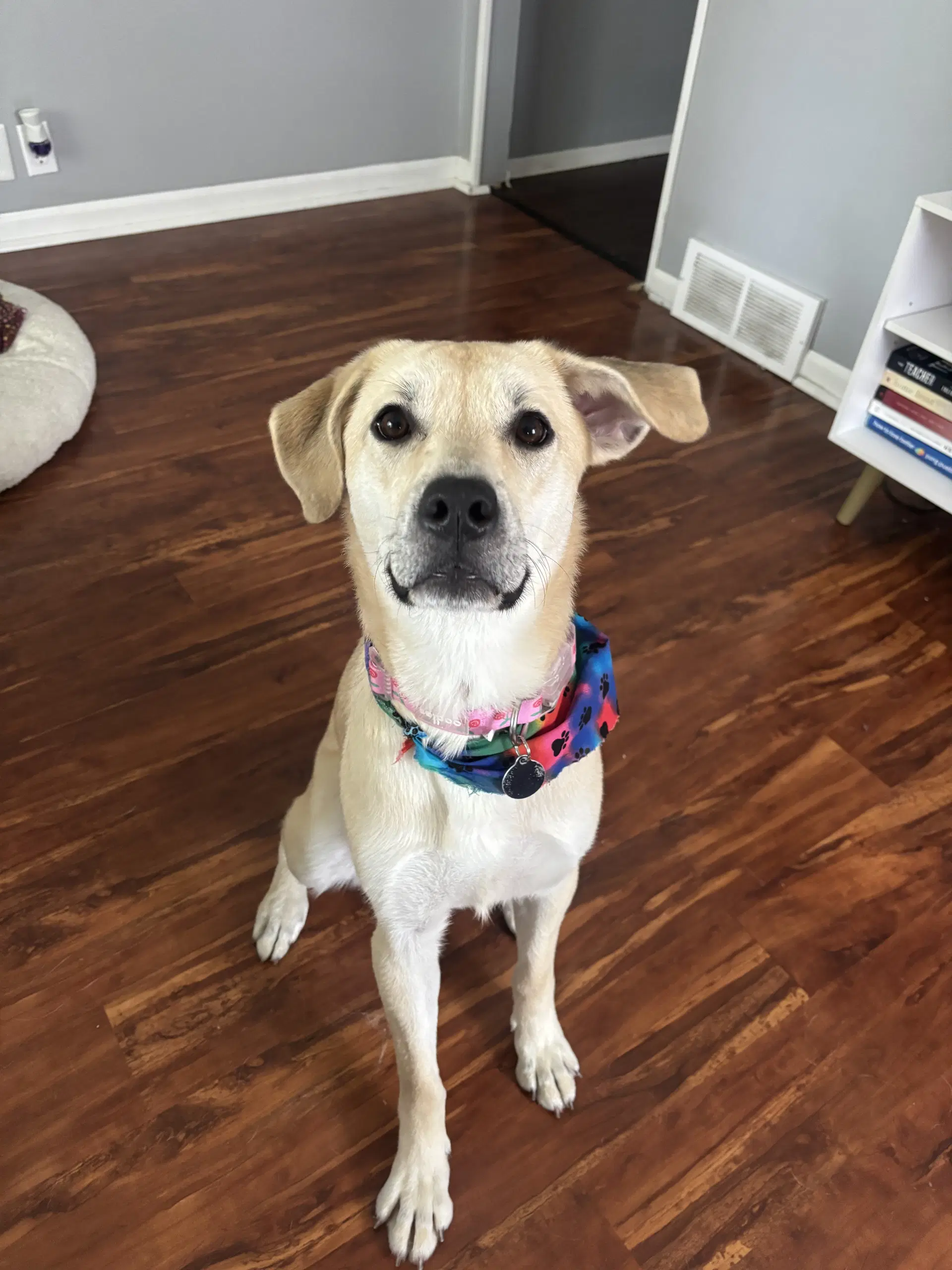 Daphne - Labrador Retriever