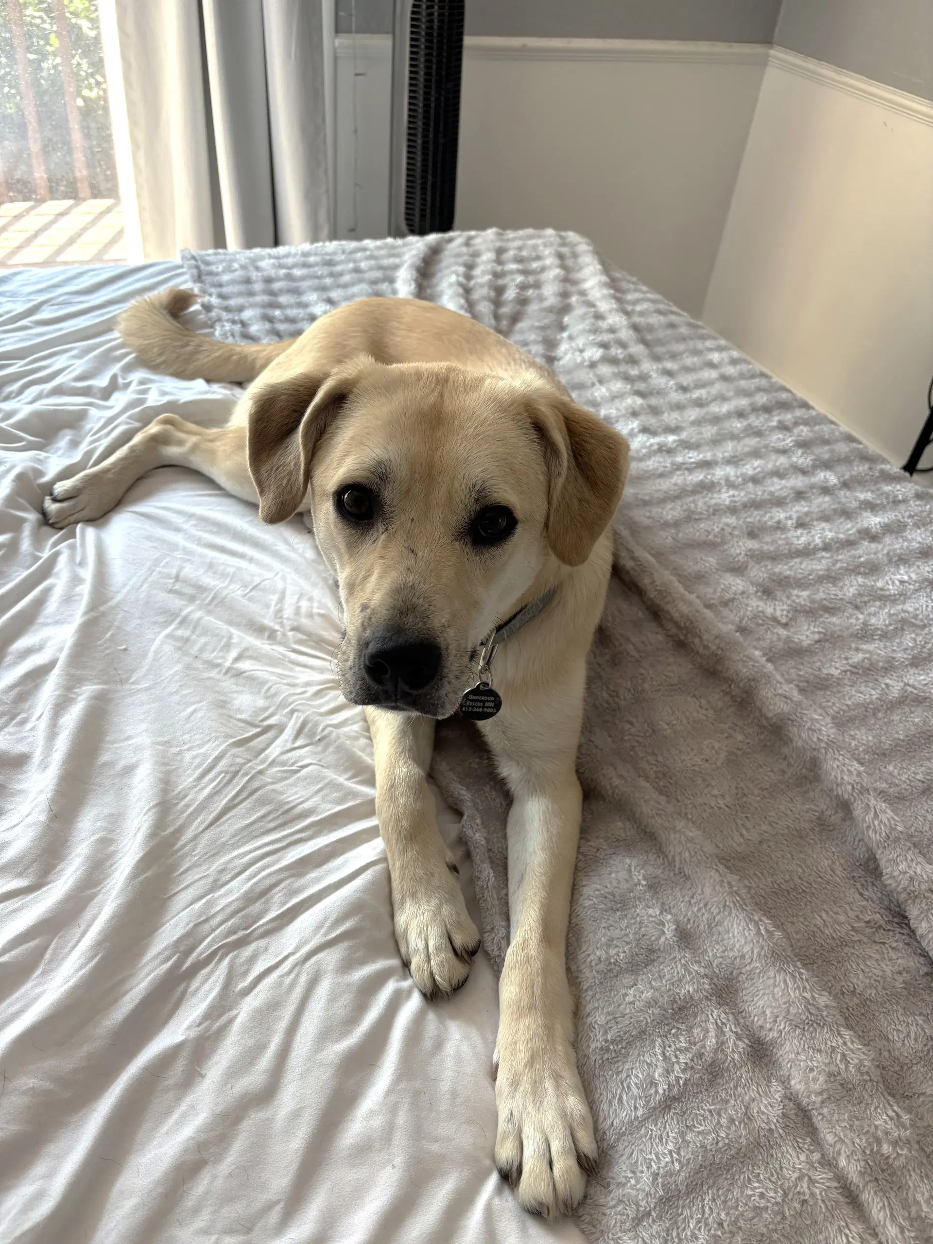 Daphne image 2