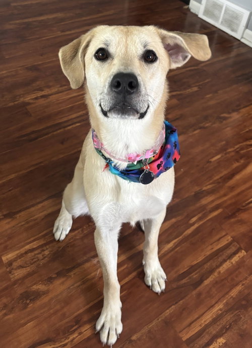 Daphne