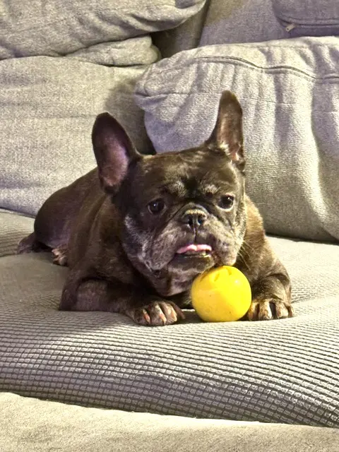 Zolita - French Bulldog