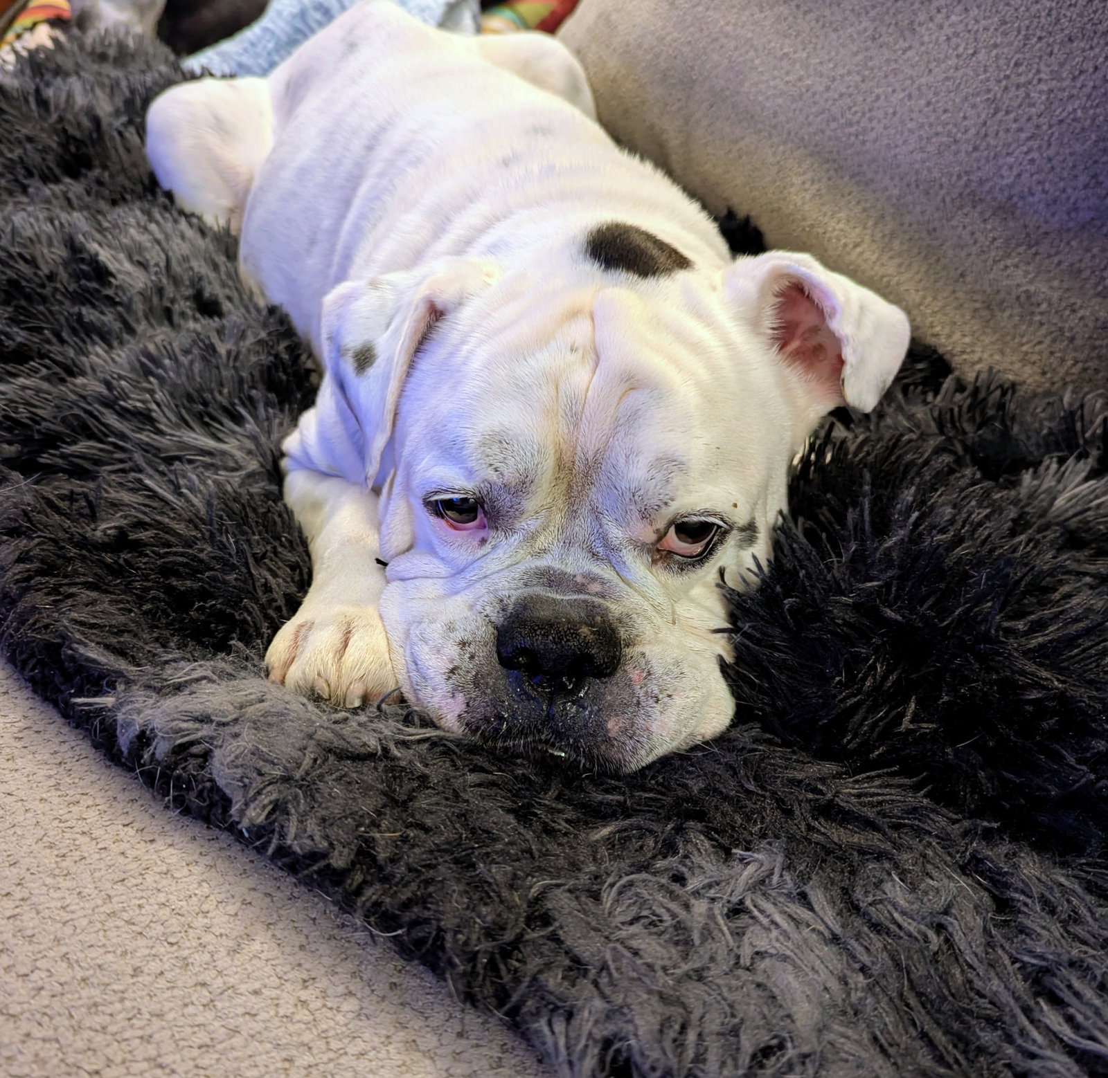 Porkchop