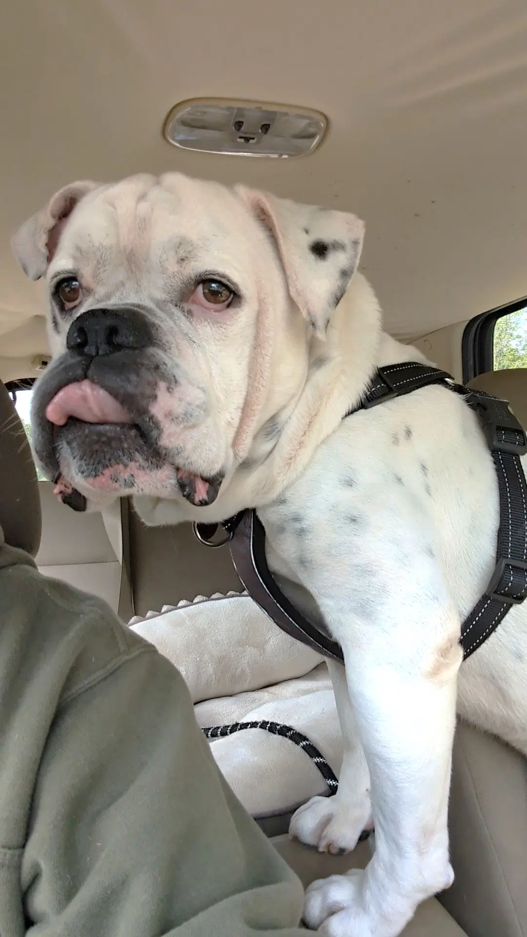 Porkchop - English Bulldog