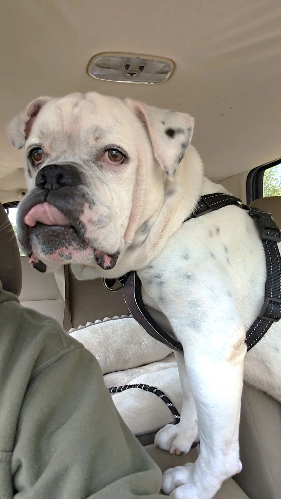 Porkchop