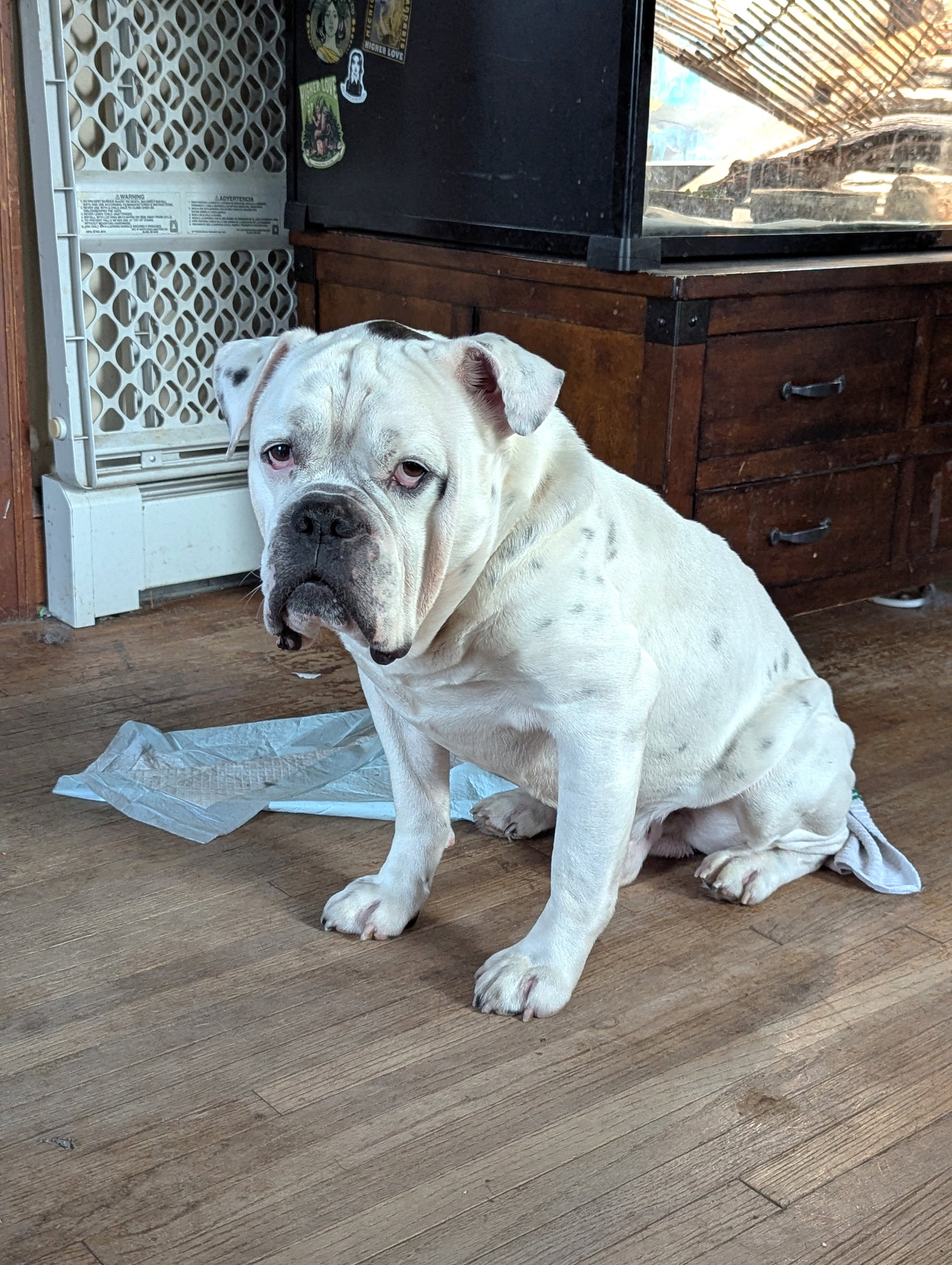 Porkchop