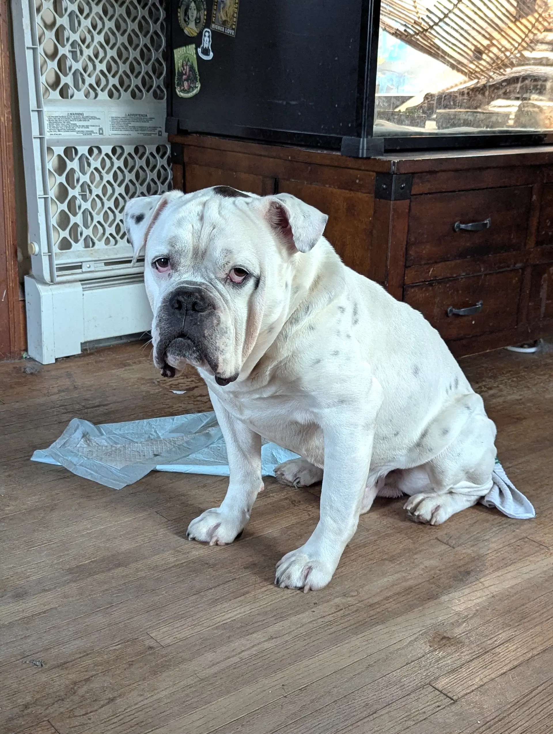 Porkchop image 3
