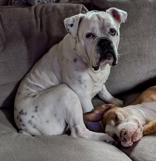 Porkchop