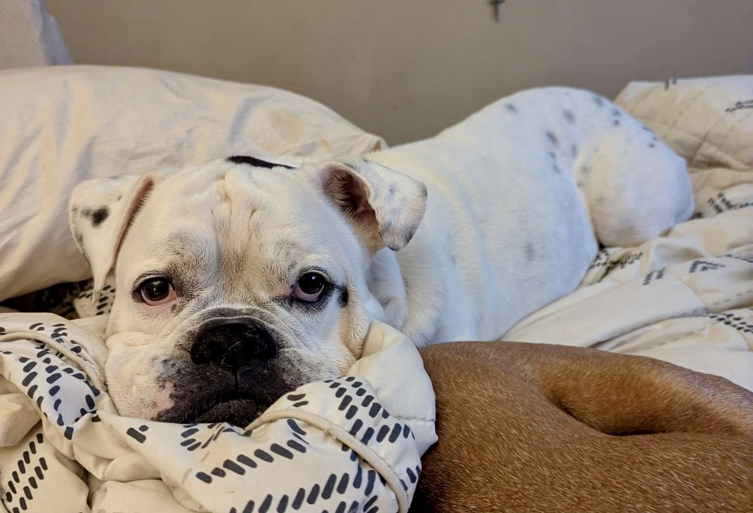 Porkchop