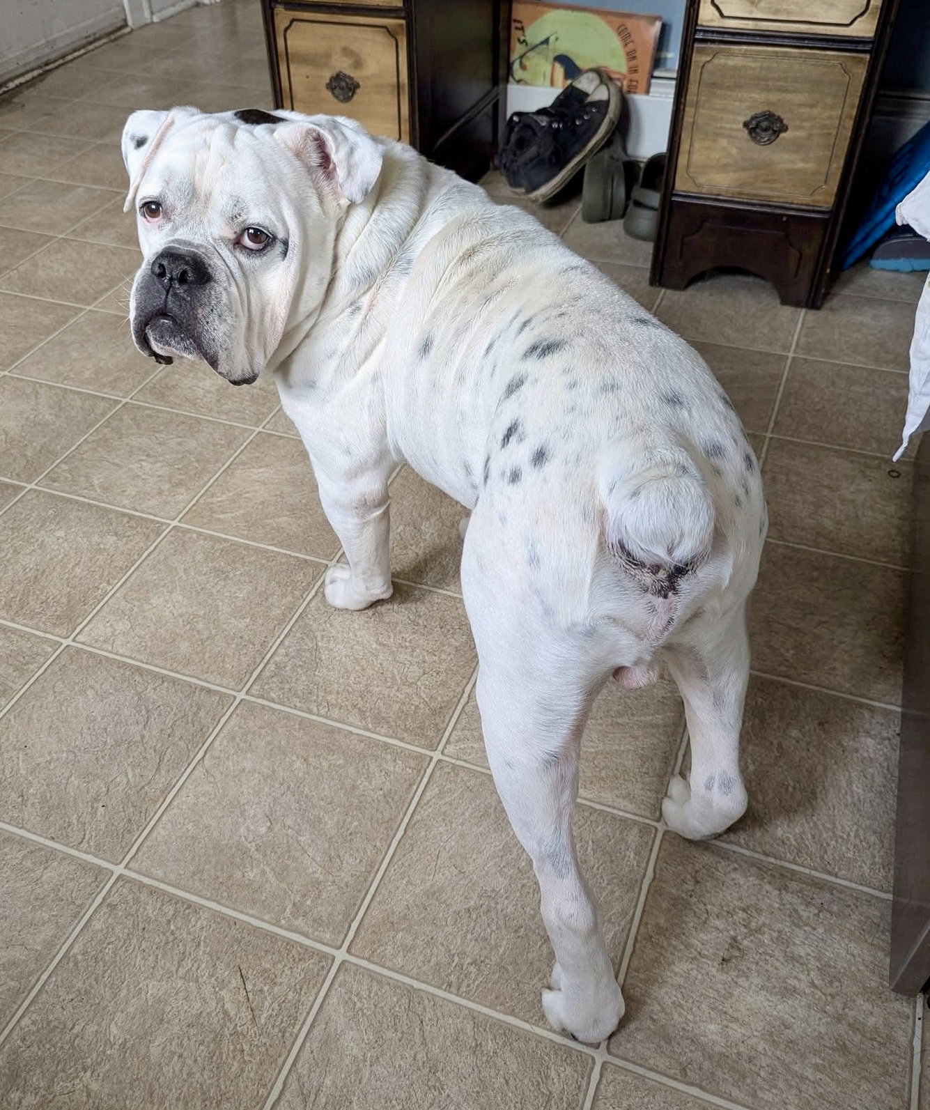 Porkchop