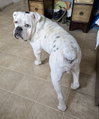 Porkchop