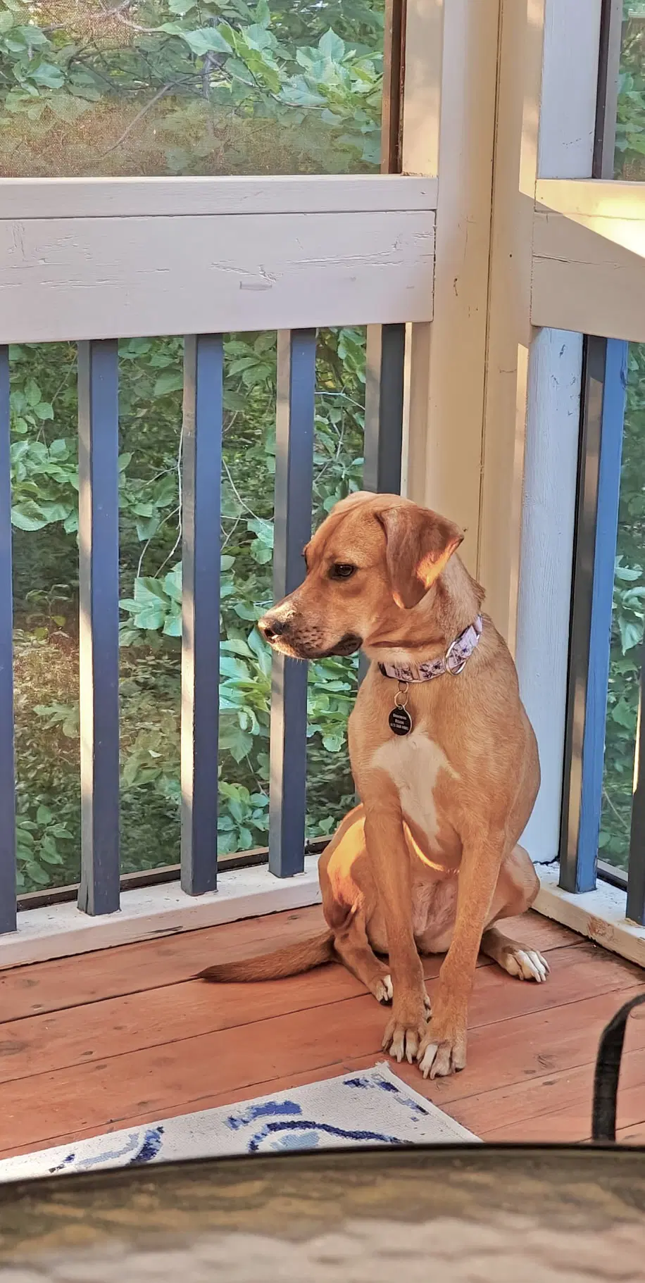 Skittles - Labrador Retriever