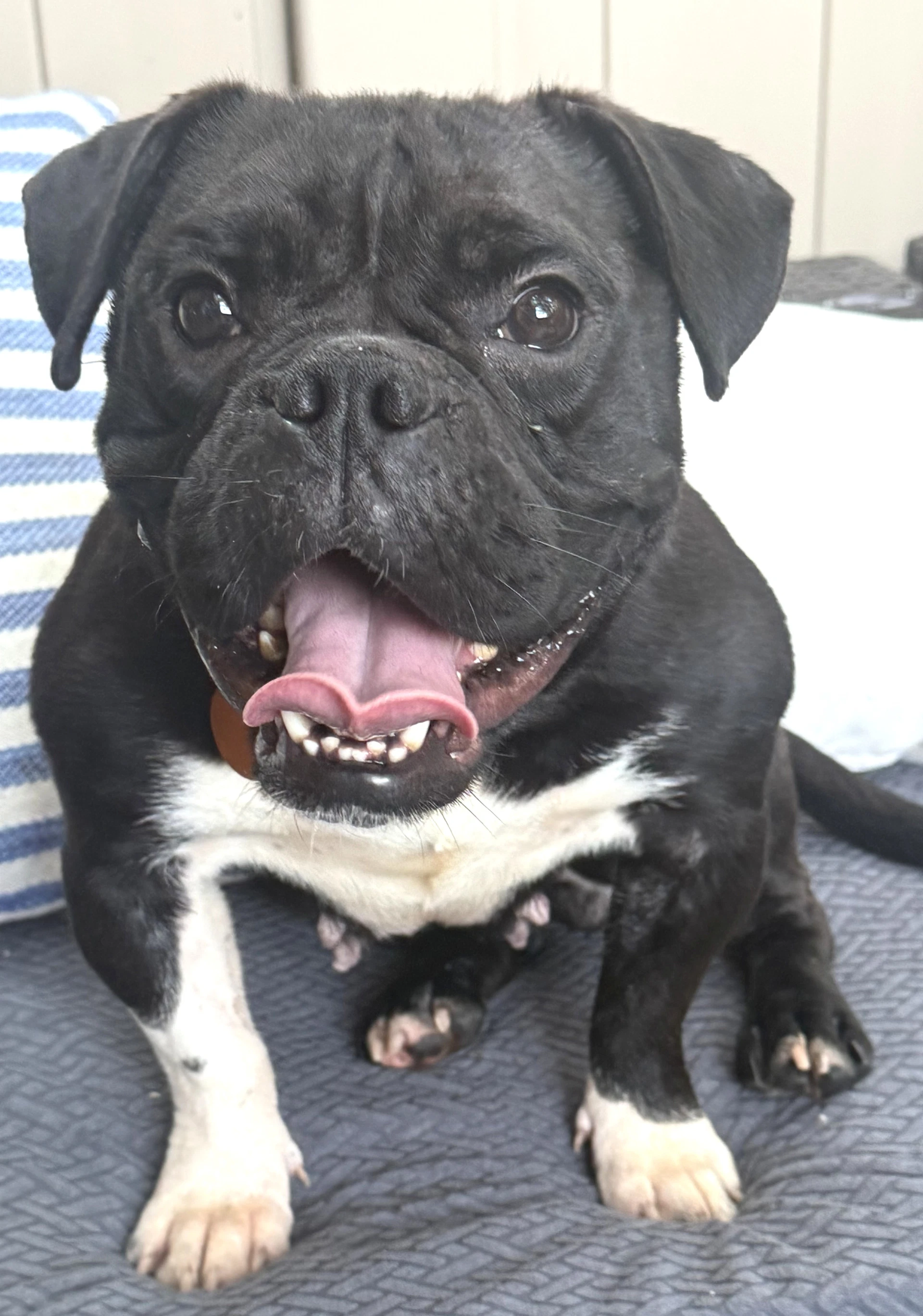 Sammie