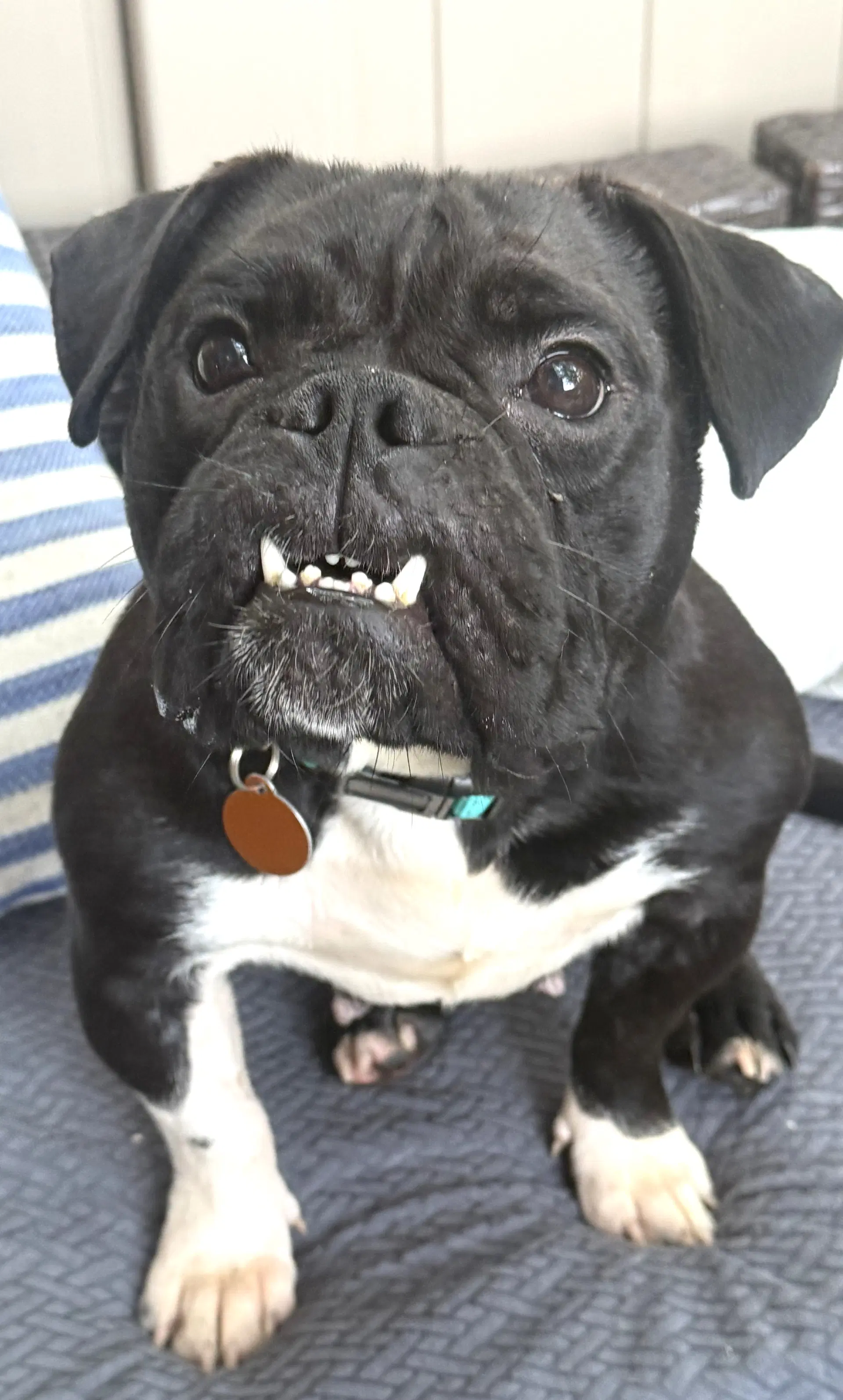 Sammie image 3