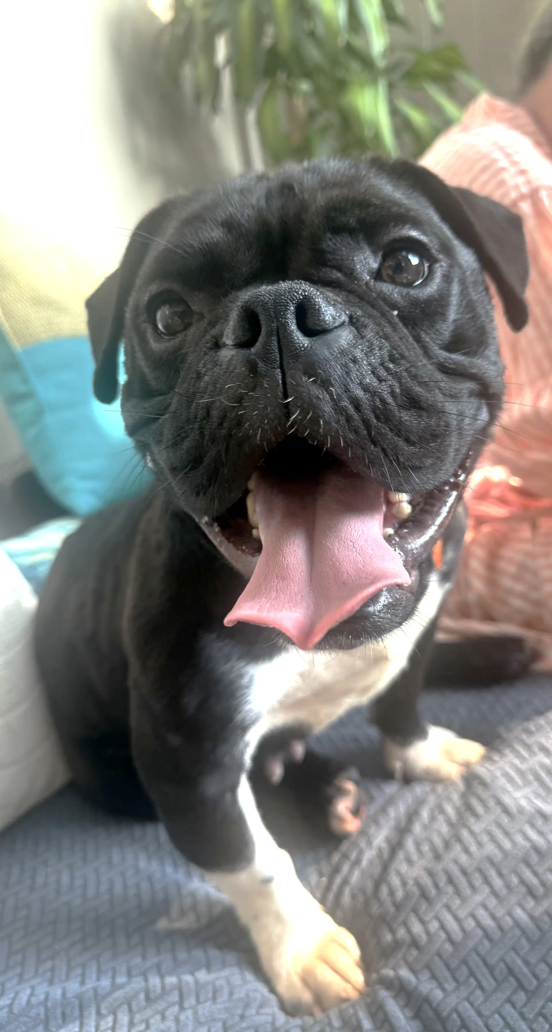 Sammie image 4
