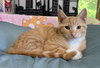 Gouda