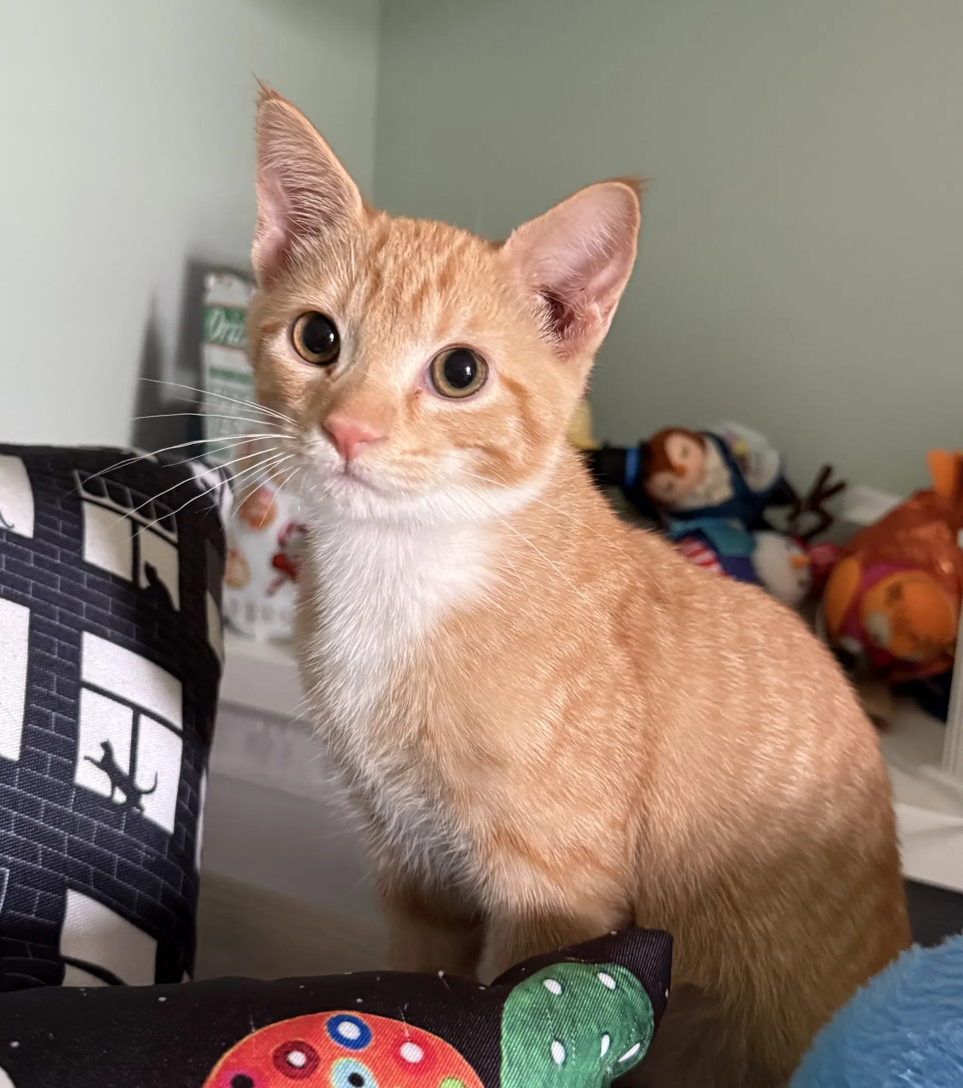 Cheddar - Domestic Short Hair