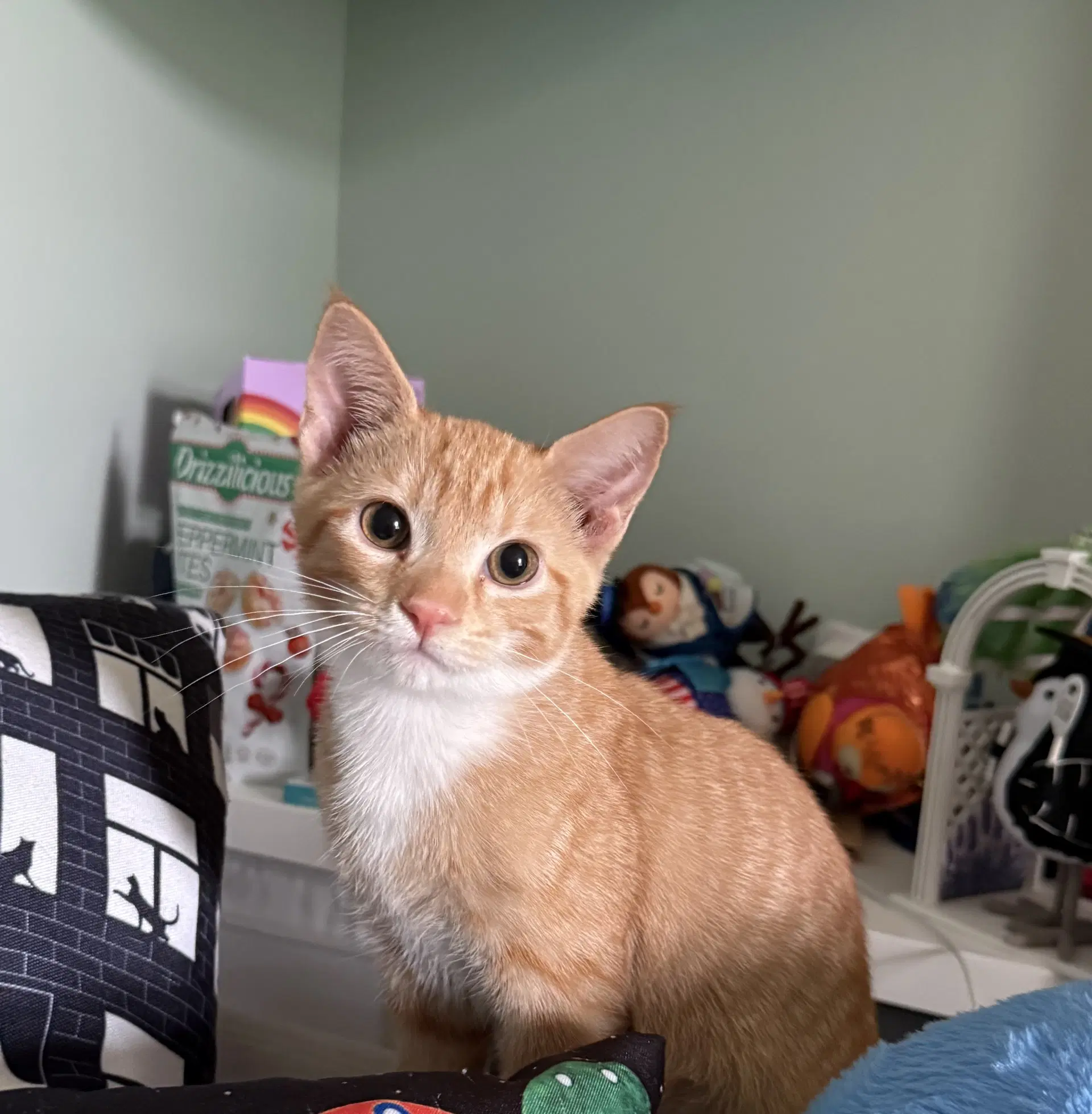 Cheddar image 2